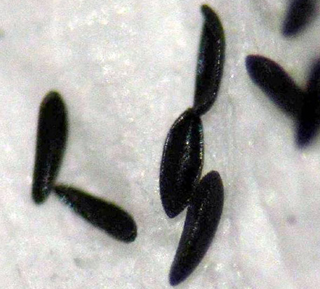 A close-up of mosquito eggs.