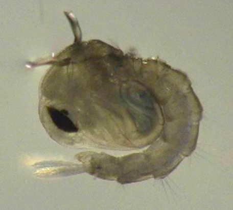 A close-up of a mosquito larva.