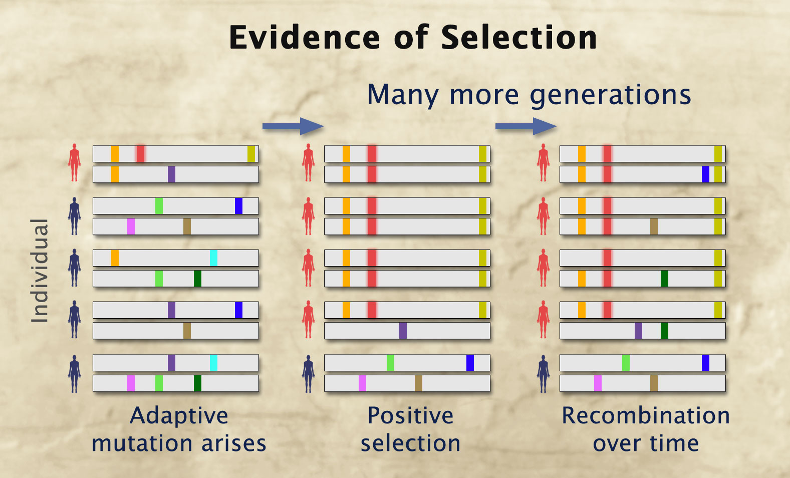 A diagram titled Evidence of Selection showing change in allele frequencies of five individuals over generations. In the first set of alleles, labeled Adaptive mutation arises, one individual is red and the other four are blue. In the second set of alleles, labeled Positive selection, 4 individuals are red and one is blue. After many more generations, the third set of alleles, labeled Recombination over time, also has 4 red and one blue individual.