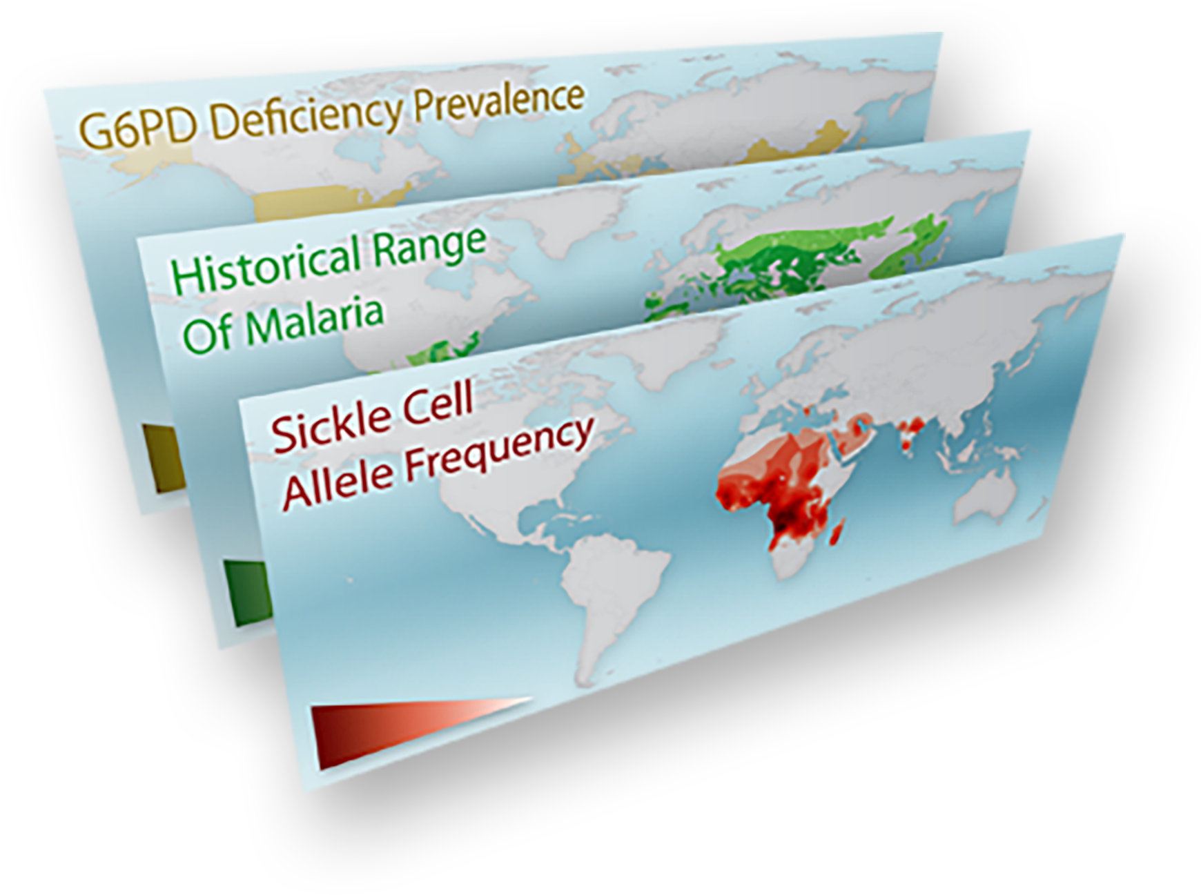 Three world maps, one labeled G-6-P-D Deficiency Prevalence, one labeled Historical Range of Malaria, and one labeled Sickle Cell Allele Frequency.