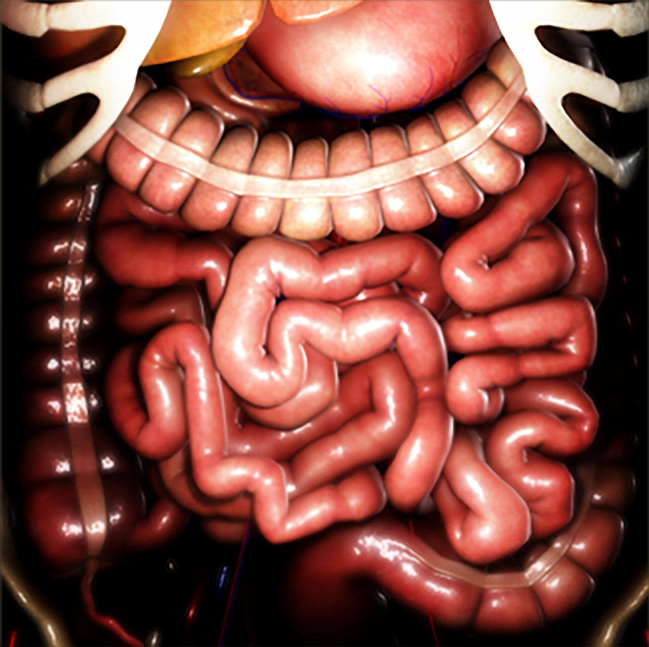 An internal view of the digestive system with inflamed intestines.