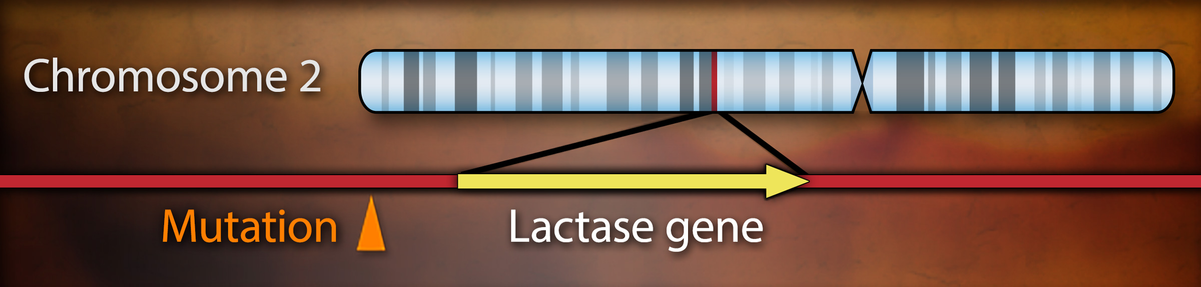 An illustration of Chromosome 2 showing a mutation before the lactase gene.