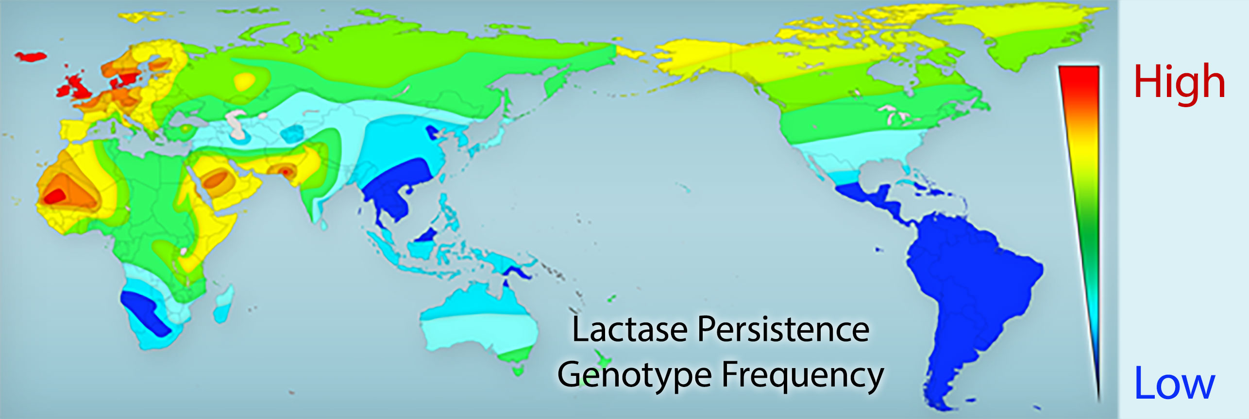 A heat map of the globe labeled Lactase Persistence Genotype Frequency. A legend indicates that red is high and blue is low. Central and South America, Asia and southern Africa are blue. Europe, western Africa and the Middle East are orange and red.