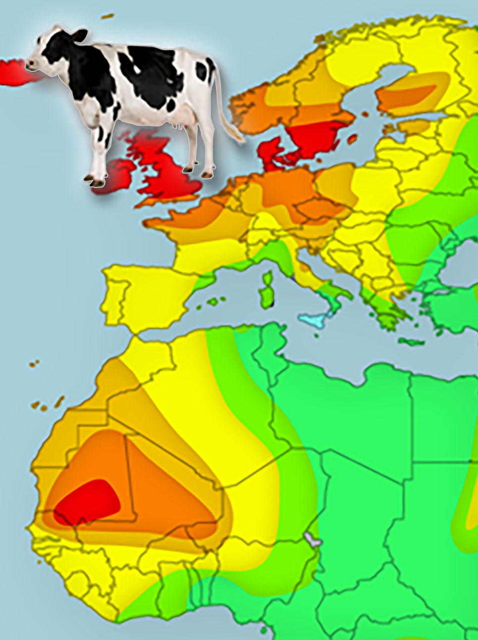 A heat map of Europe and western Africa with a dairy cow in northern Europe indicates high lactase persistence.