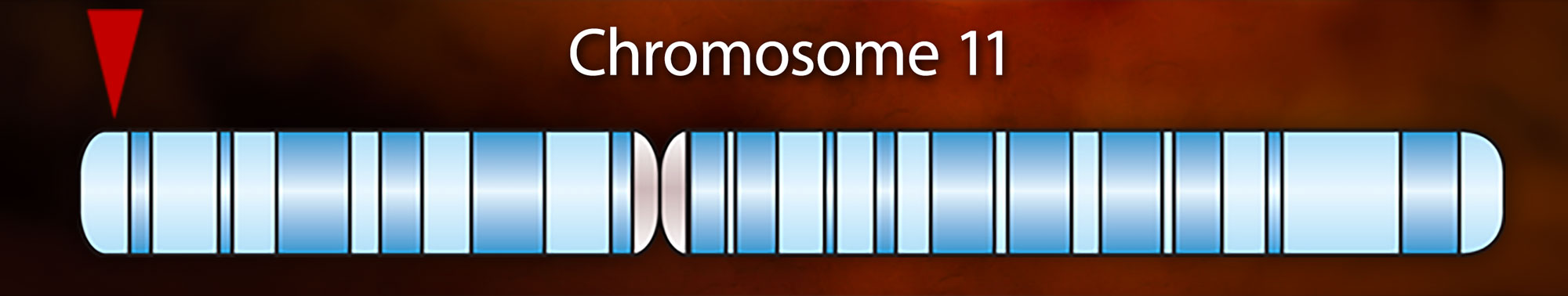 An illustration of Chromosome 11 with a red arrow at one end marking the location of a mutation.