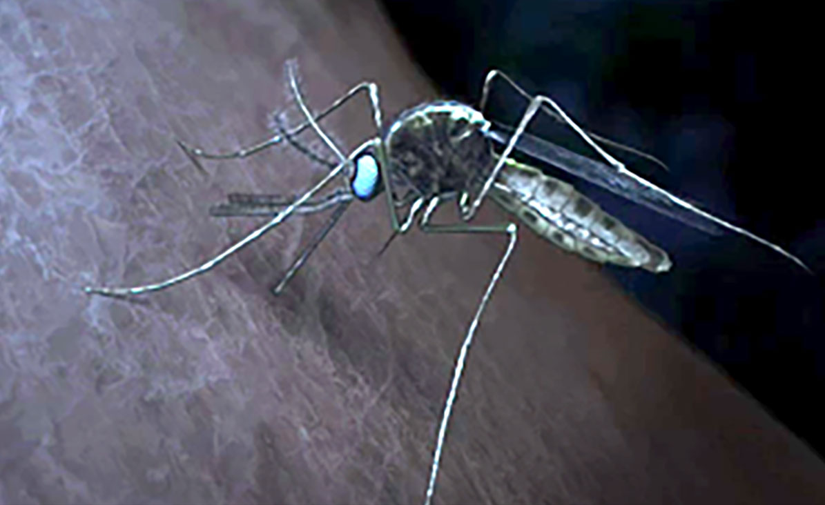 A mosquito feeding on a human.