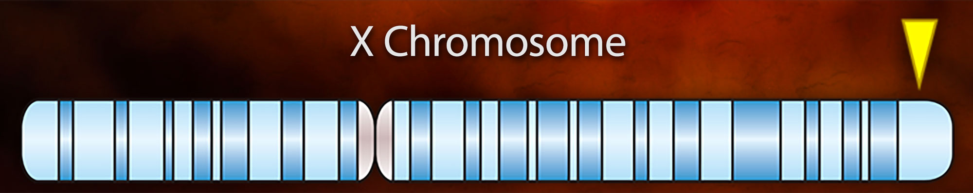 An illustration of an X chromosome with a yellow arrow at one end marking the location of a mutation.