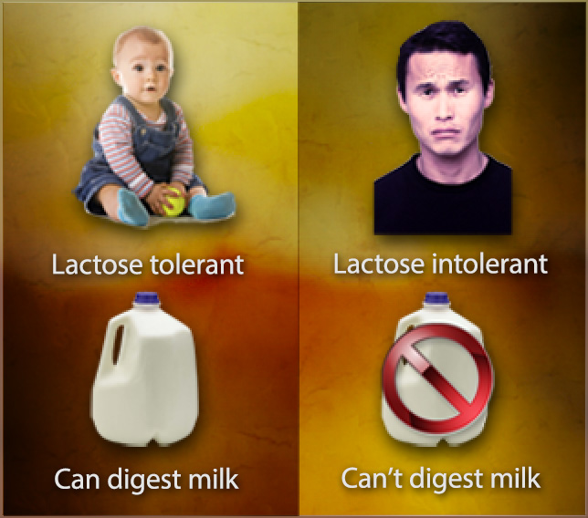 A two-paneled illustration of a baby labeled lactose tolerant and a young man labeled lactose intolerant.