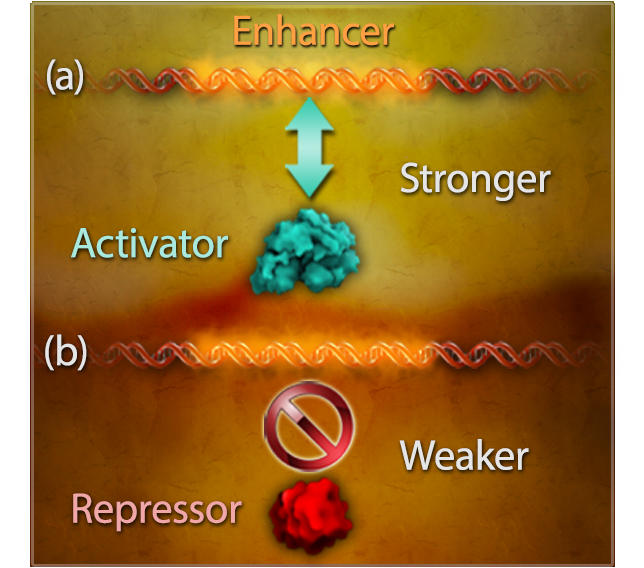 A diagram depicting mutations that can either cause increased activation or weakened repression.