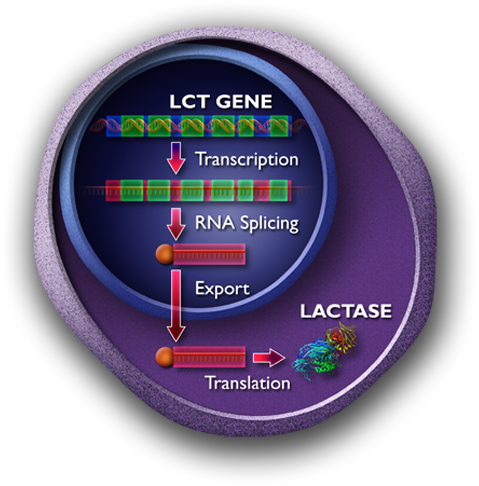 L C T gene diagram