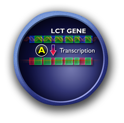 A diagram of a circle containing a double helix representing the L-C-T gene. The helix is shown being transcribed.