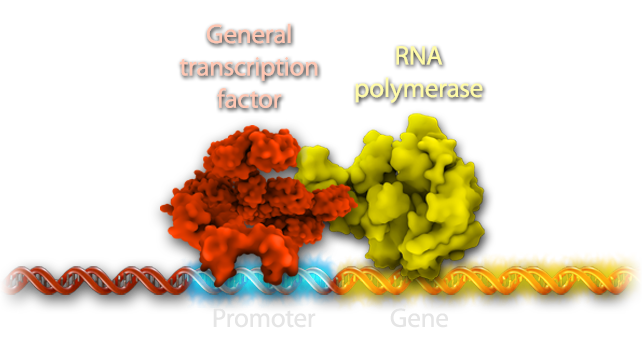 A diagram of a general transcription factor, an R-N-A polymerase, a promoter, and a gene.