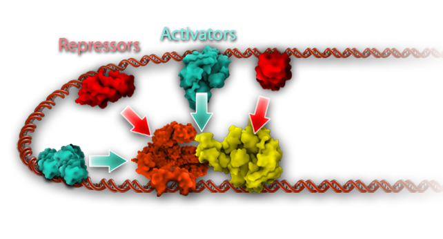 A diagram of multiple transcription factors indicating which ones are repressors and which ones are activators.