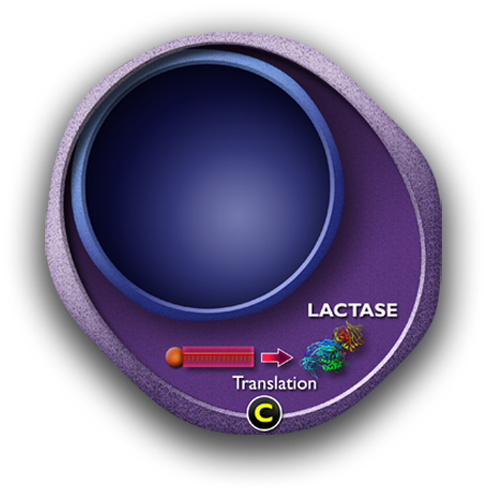 A diagram showing the translation of messenger R-N-A into lactase.