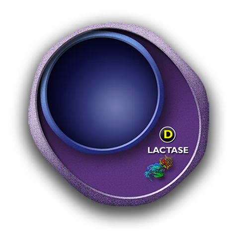 A diagram showing the lactase protein within a cell.