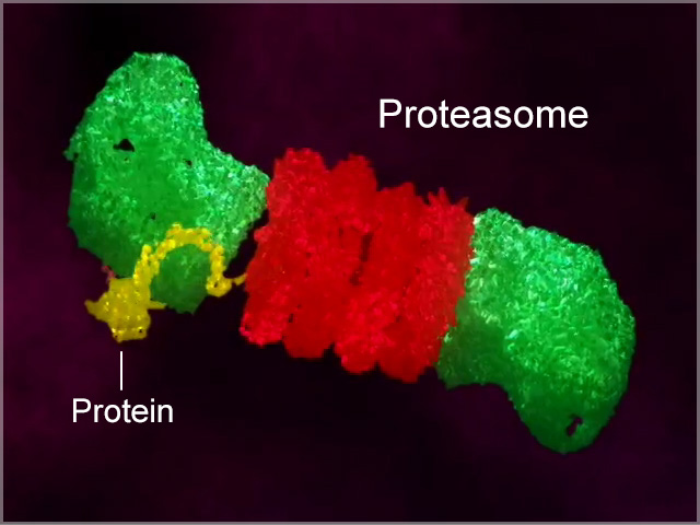 A diagram of a protein being degraded by a large protein complex called a proteasome.