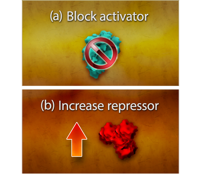 A two-panel diagram with one panel labeled Block activator and the other panel labeled Increase repressor.