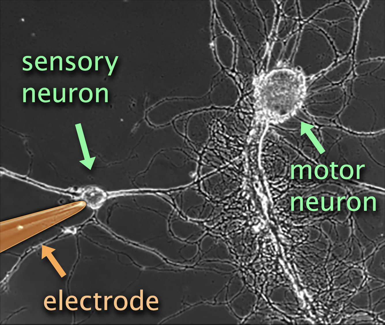 Aplysia neurons with electrode placed in a sensory neuron, which is connected by a synapse to the motor neuron.