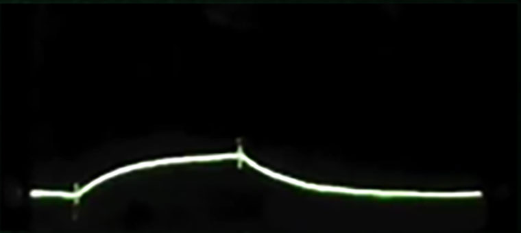 Electrical activity graph of the sensory neuron. A line moves slowly up to the mid-point of the graph and then tapers off.