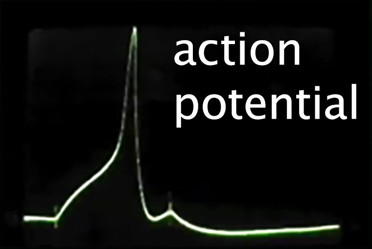 Electrical activity graph of the sensory neuron showing the action potential.