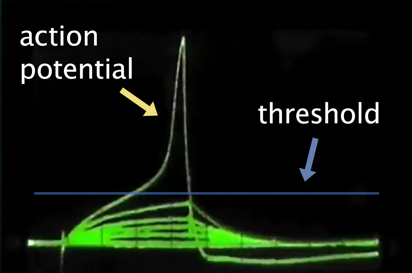 Electrical activity graph of the sensory neuron with multiple stimuli recordings.