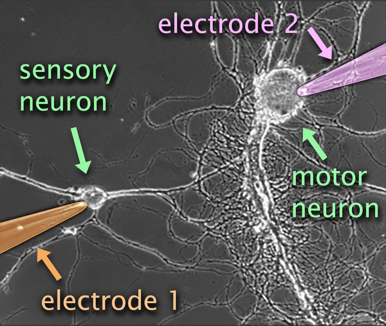 Aplysia neurons with electrode 1 placed in a sensory neuron connected by a synapse to a motor neuron with electrode 2 placed in it.