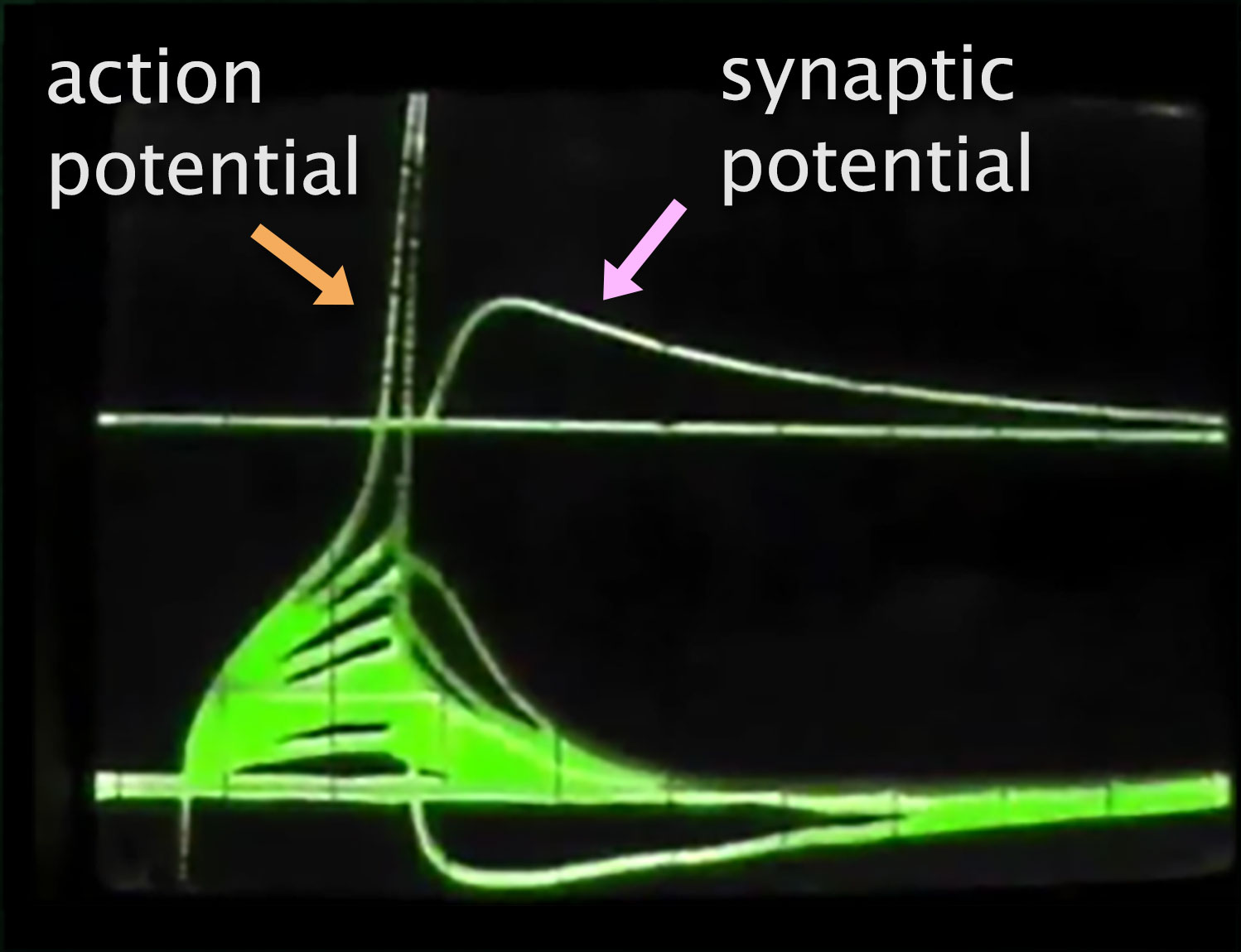 Dual electrical activity graph shows sensory neuron action potential triggers synaptic potential in a motor neuron.