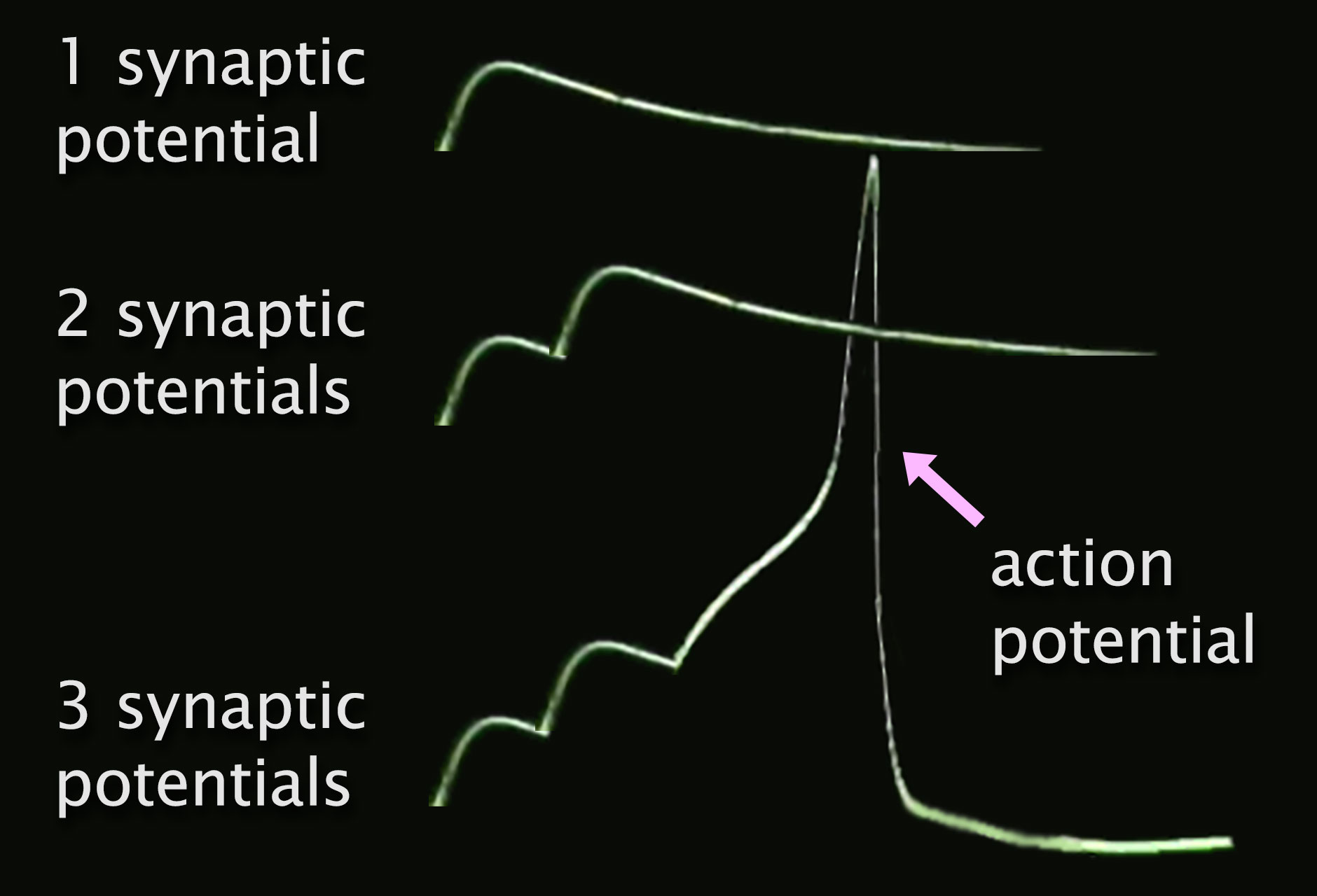 Electrical activity graphs show how three progressive synaptic potentials can trigger an action potential.