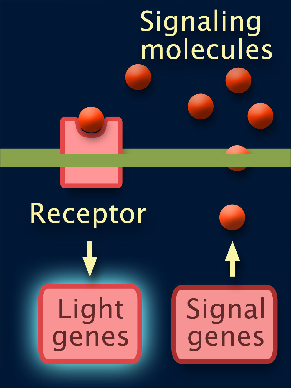 Round balls labeled Signaling molecules move from Signal genes through the cell surface. One is bound to a Receptor with an arrow pointing to Light genes which is turned on.