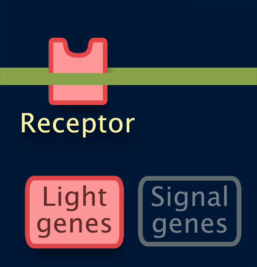 Light genes and Receptor are highlighted, Signal genes are dimmed.
