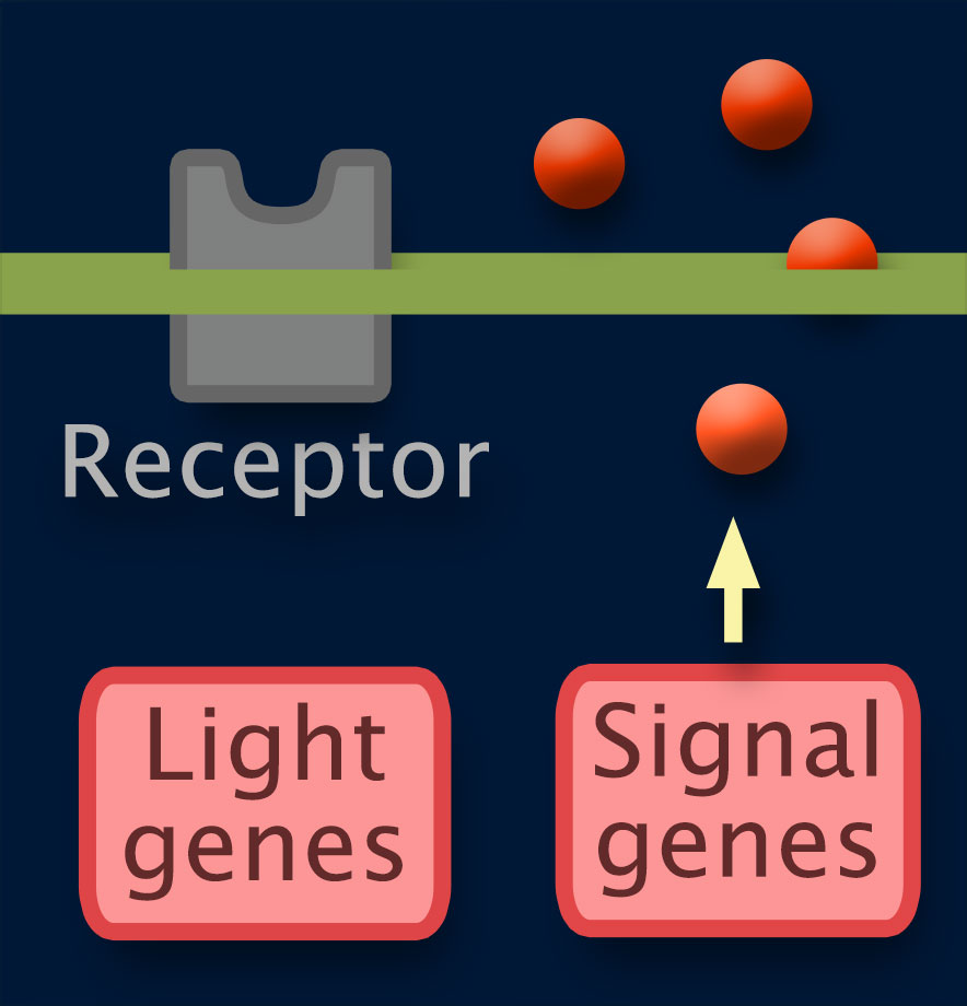 Light genes and Signal genes are highlighted, Receptor is dimmed. Signaling molecules move from Signal genes through the cell surface.