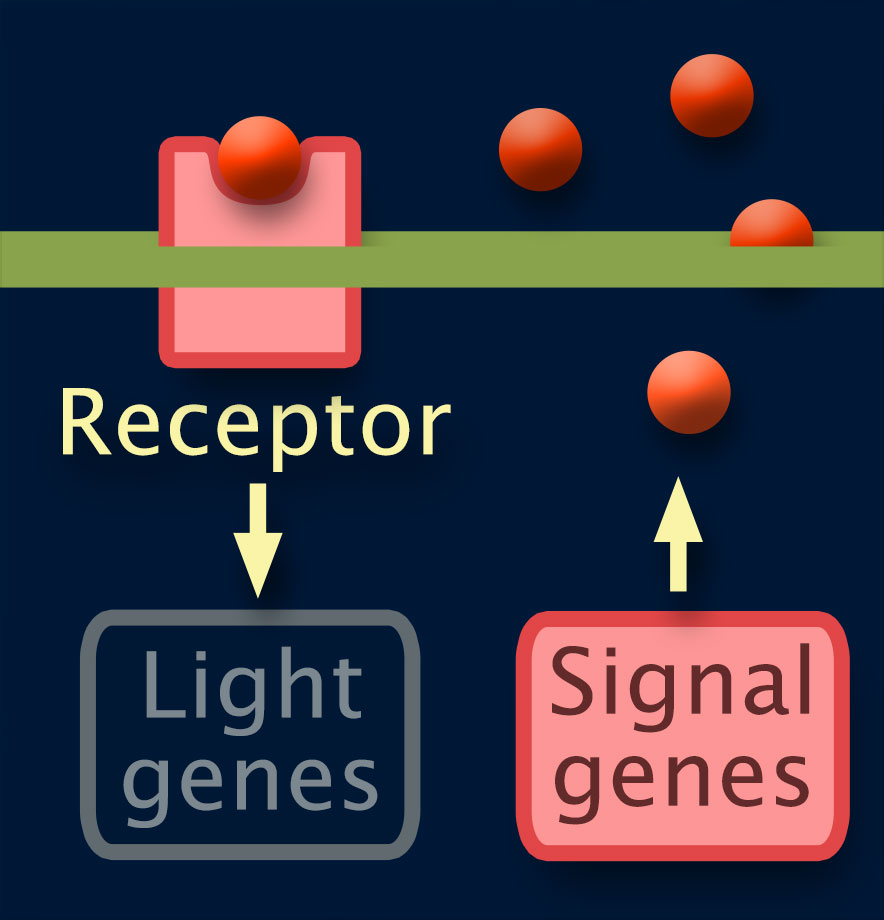 Receptor and Signal genes are highlighted. Signaling molecules move from Signal genes through the cell surface. One is bound to a Receptor with an arrow pointing to Light genes which is dimmed.