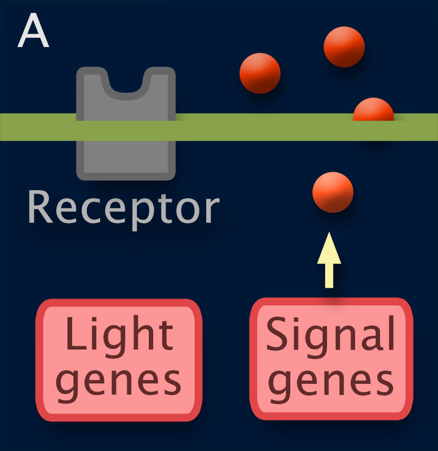 Strain A: Light genes and Signal genes are highlighted, Receptor is dimmed. Signaling molecules move from Signal genes through the cell surface.