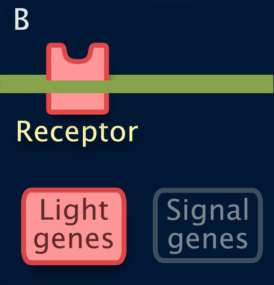 Strain B: Light genes and Receptor are highlighted, Signal genes are dimmed.