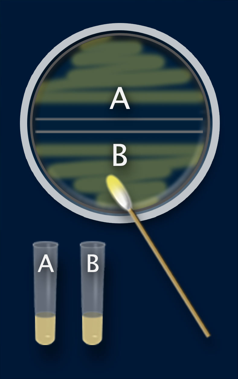 A divided dish with the sides marked A and B, a swab, and a test tube marked A and another marked B.