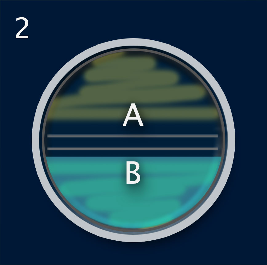 A divided dish with the sides marked A and B. The cells on side A are not bioluminescent; side B is.