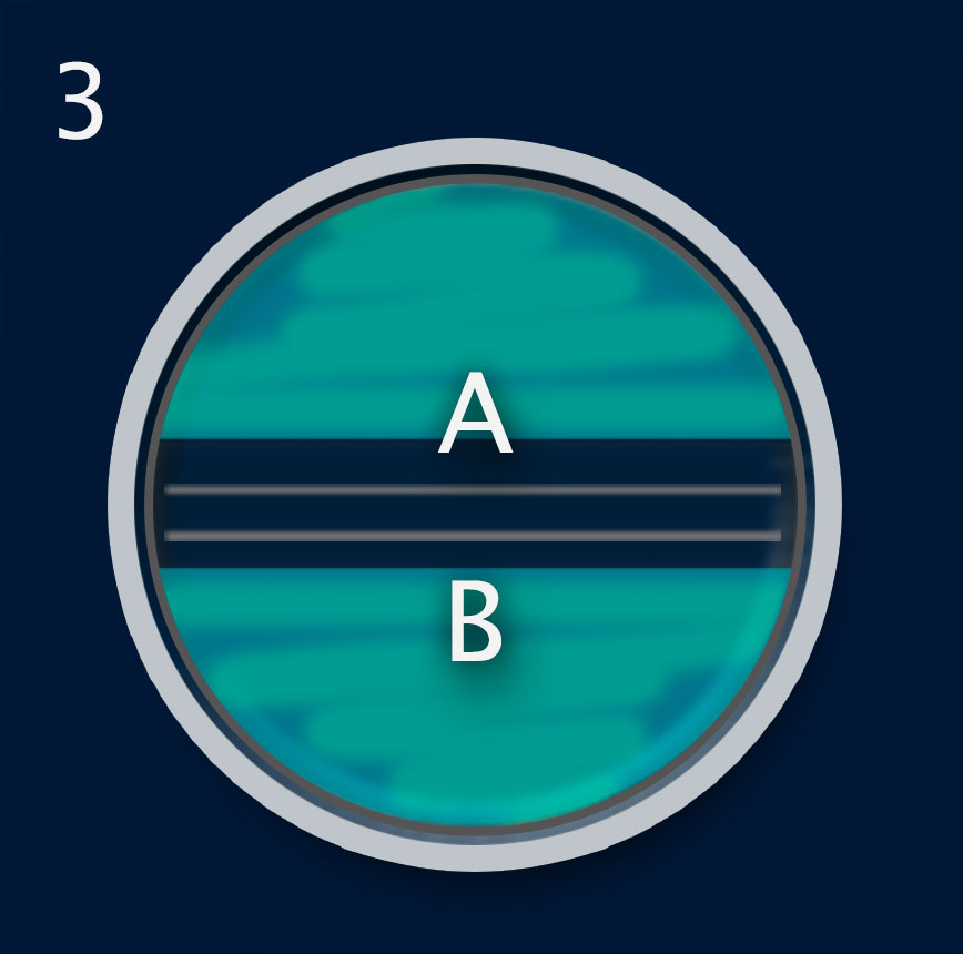A divided dish with the sides marked A and B. The cells on both sides are bioluminescent.