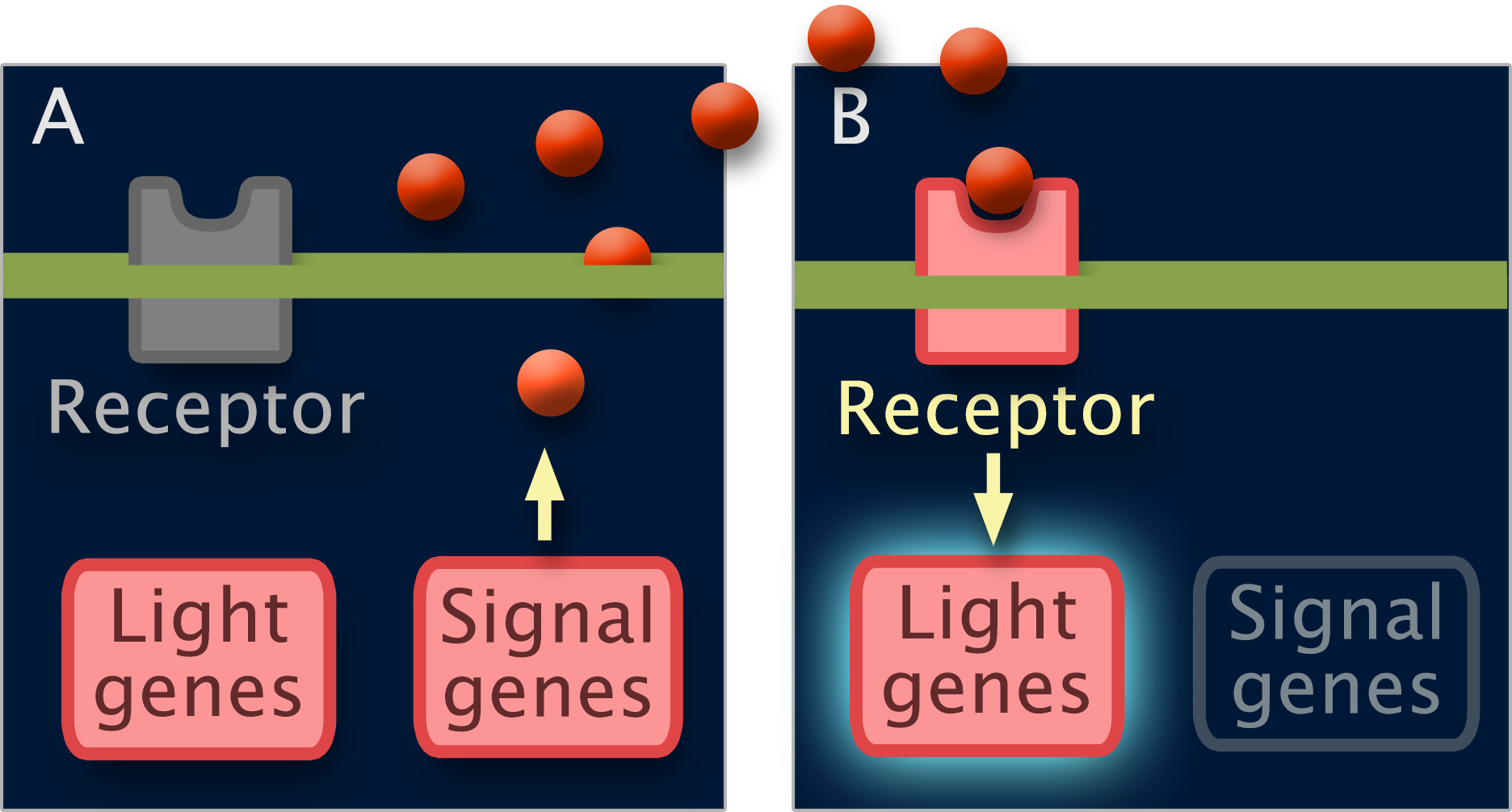 Signaling molecules from Strain A's Signal genes binds to Strain B's Receptor, turning on Strain B's Light genes.