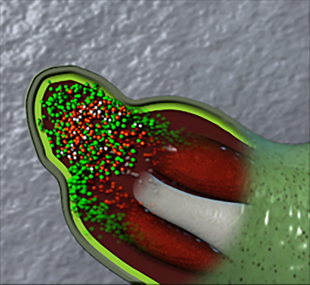 Cross section of the tip of an amputated salamander limb showing the nerve factors necessary for limb regeneration.