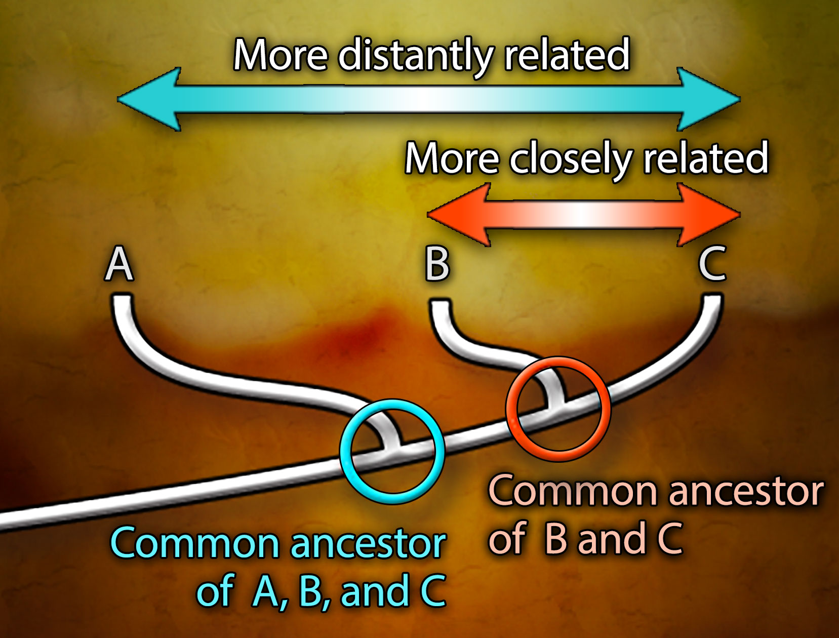 A phylogenetic tree with a horizontal double ended arrow labeled More distantly related extending from branch A through C over a shorter one labeled More closely related extending from branch B to C. A blue circle at branch A is labeled Common ancestor of A, B, and C, and a red circle at branch B is labeled Common ancestor of B and C.