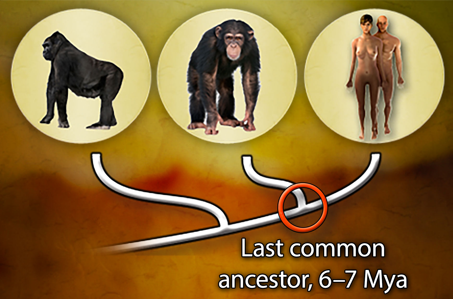 A phylogenetic tree of gorillas, chimpanzees, and humans indicates that the last common ancestor of humans and chimpanzees lived 6 to 7 million years ago.
