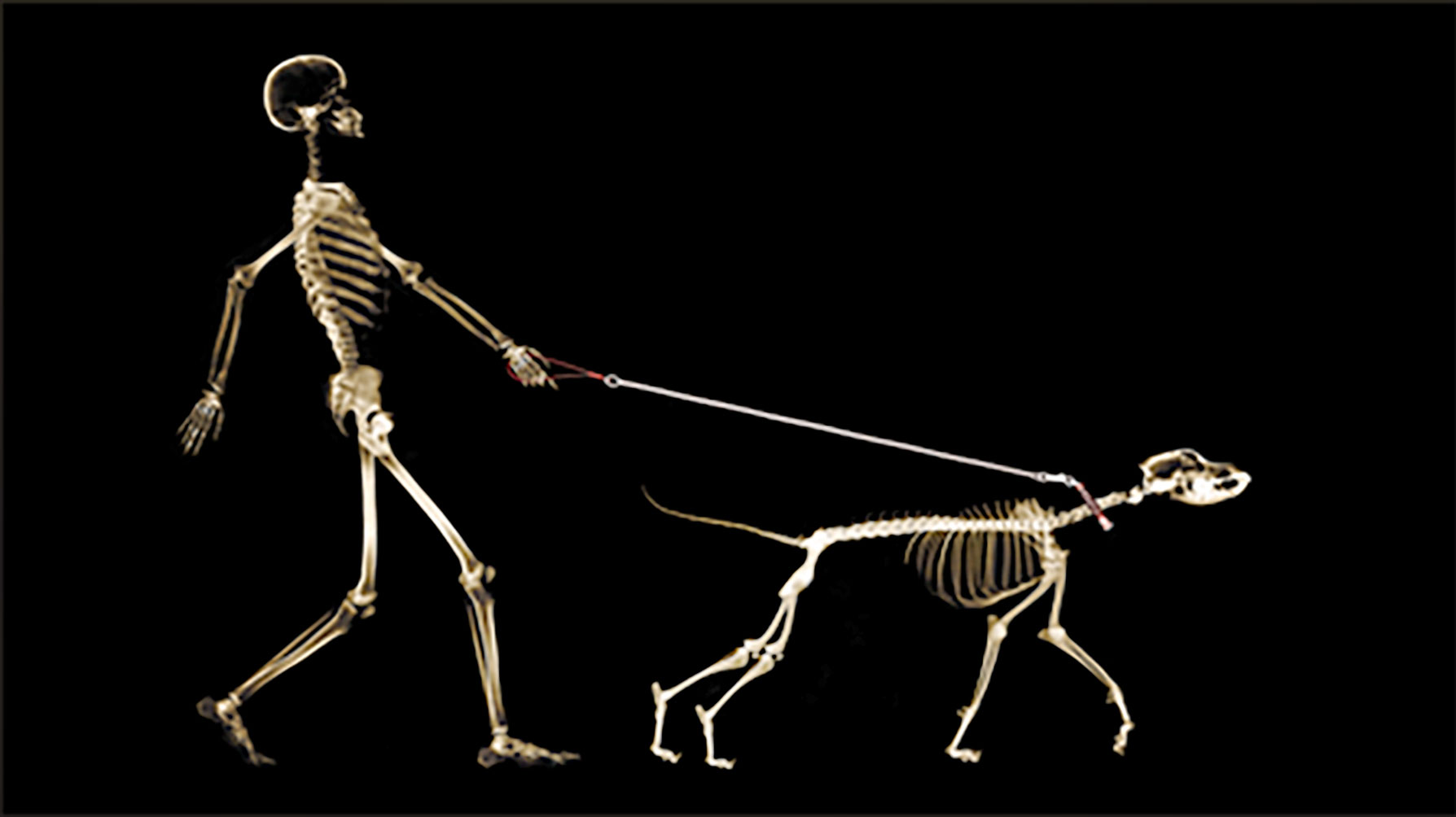 An x-ray image of a human walking a dog on a leash.