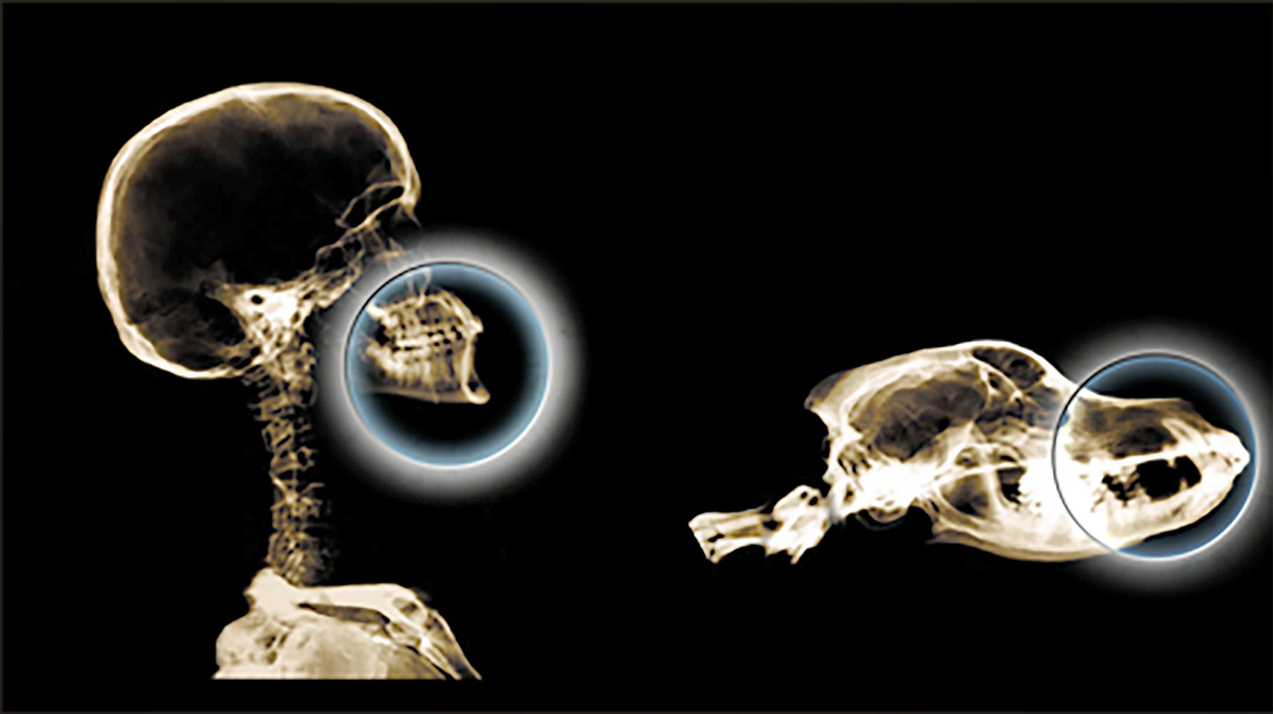 X-ray images of a human skull and a dog skull with the jaw bones circled.