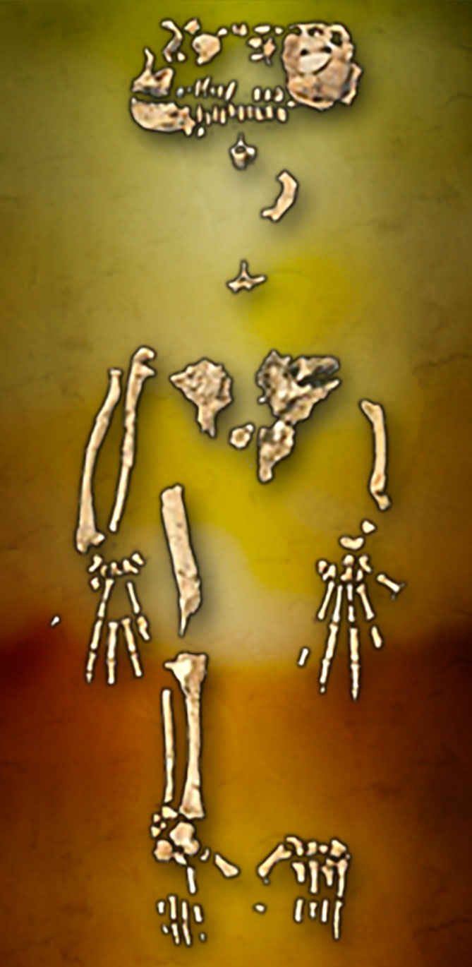 An illustration of an incomplete skeleton of a human ancestor.
