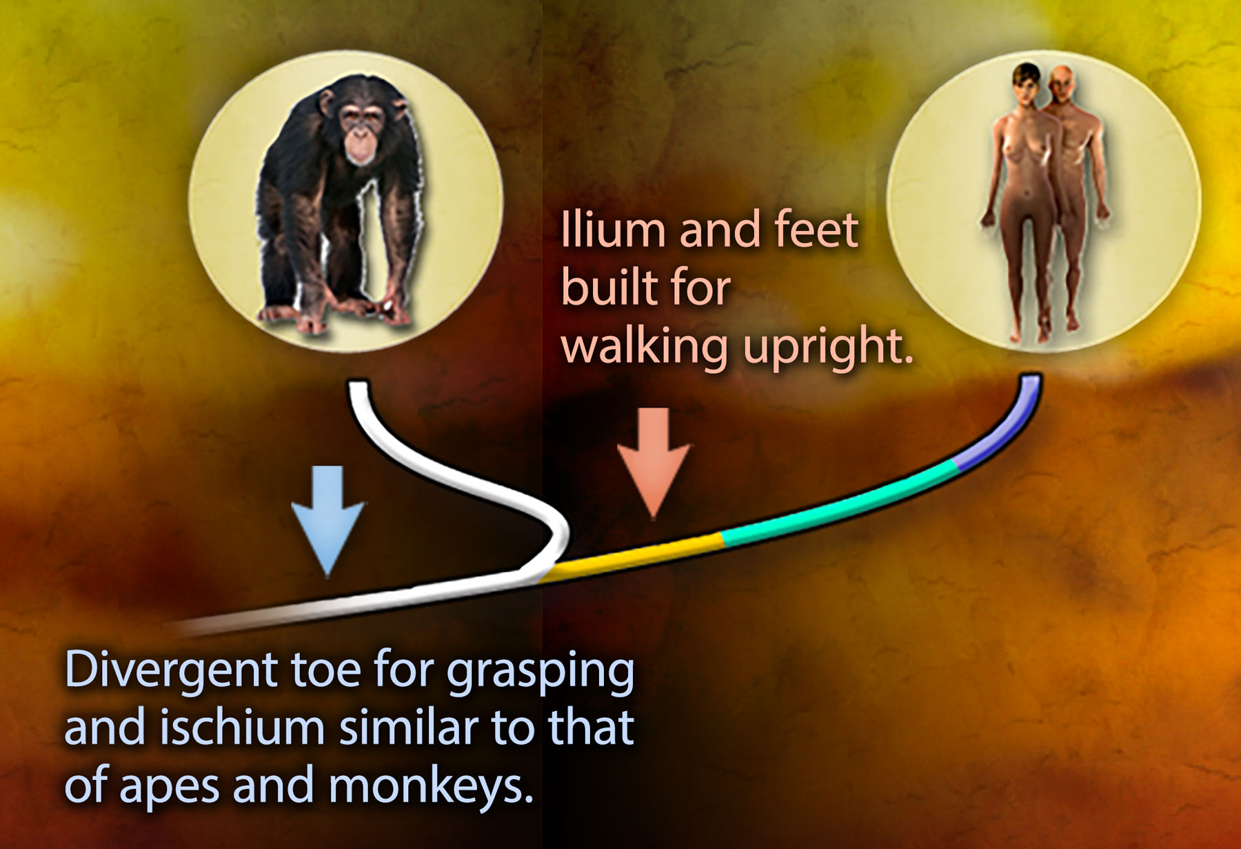 A phylogenetic tree of chimpanzees and humans. The segment before the branch point is labeled Divergent toe for grasping and ischium similar to that of apes and monkeys. The initial segment after the branch point is labeled Ilium and feet built for upright walking.