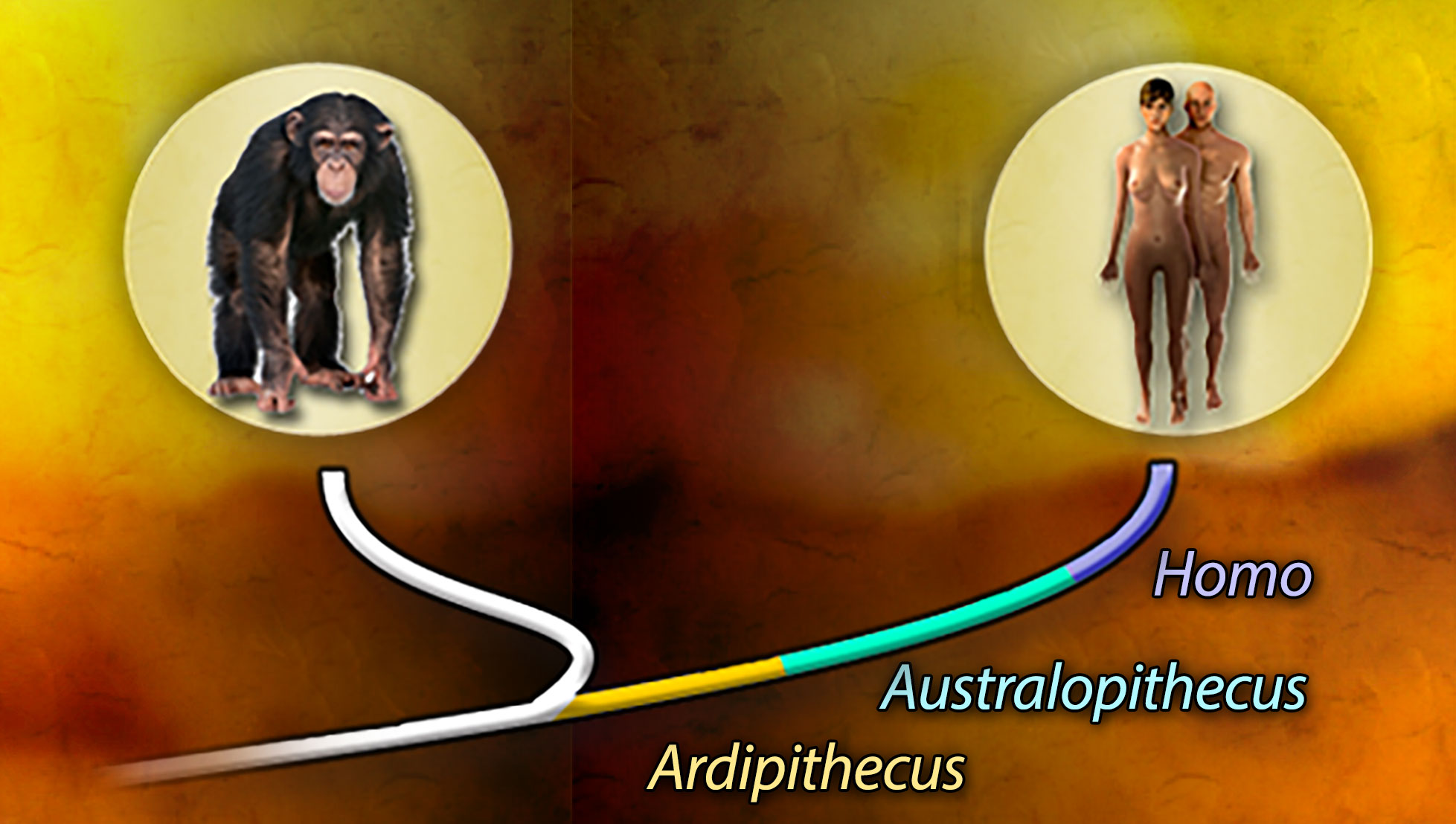 A phylogenetic tree of chimpanzees and humans. The initial segment after the branch point is labeled Ardipithecus. The middle and longest segment is labeled Australopithecus. The final and shortest segment is labeled Homo.
