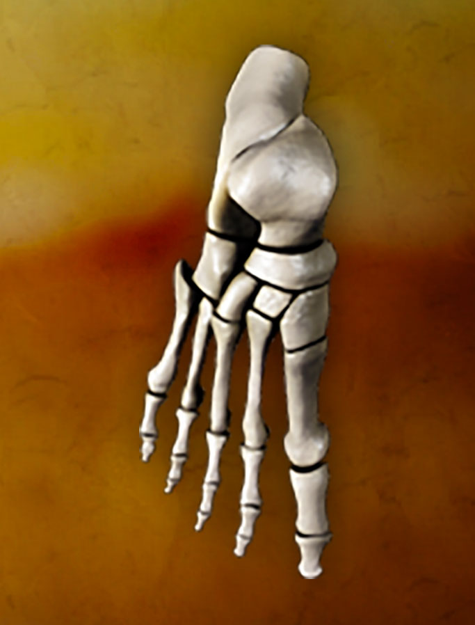 The skeleton of a human foot.