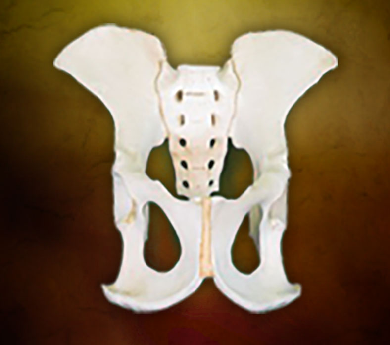 A chimpanzee pelvis.