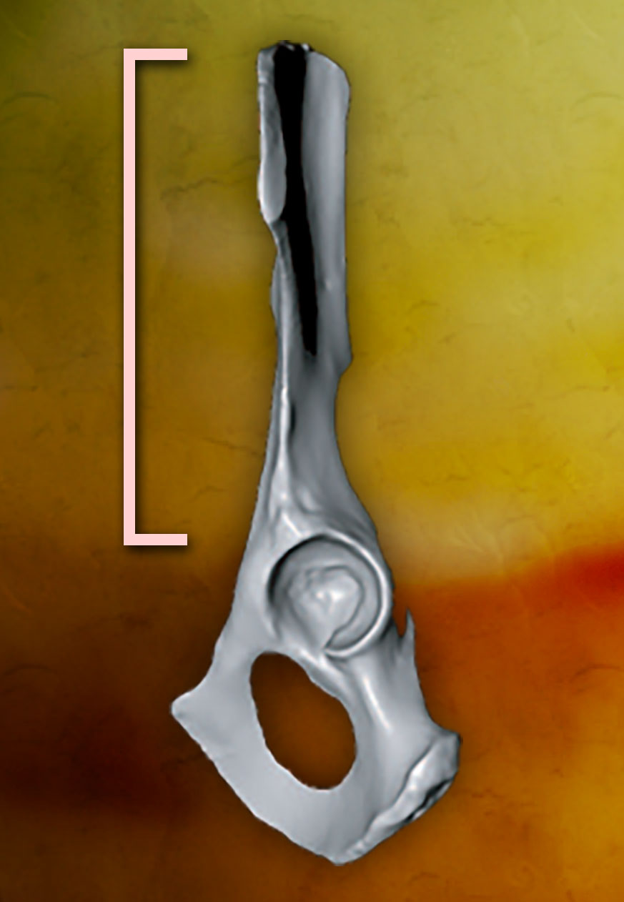A side view of a chimpanzee pelvis with a long bracket marking the length of the ilium.
