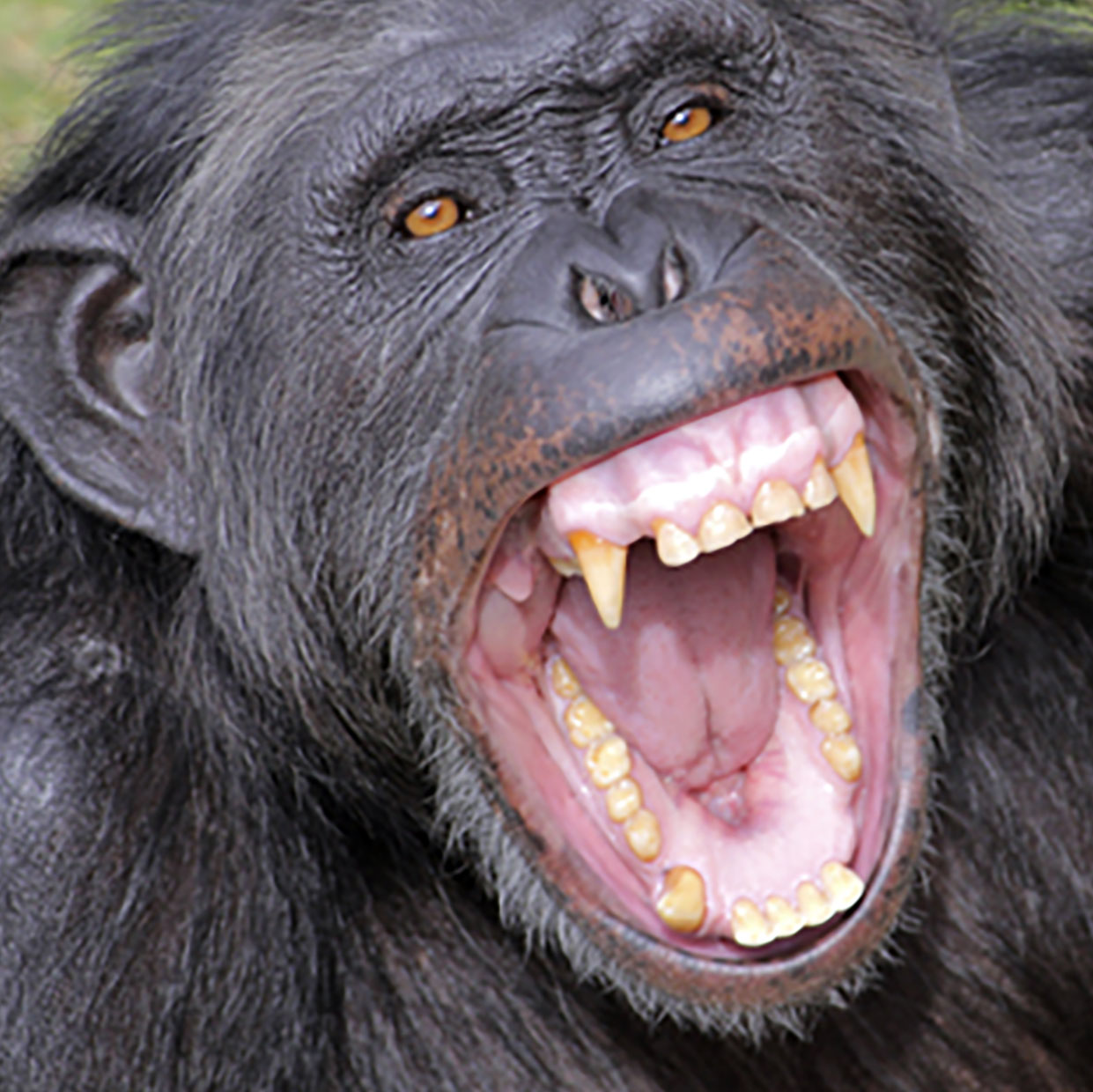 A chimpanzee displaying its teeth.